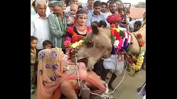 Novinha pata de camelo